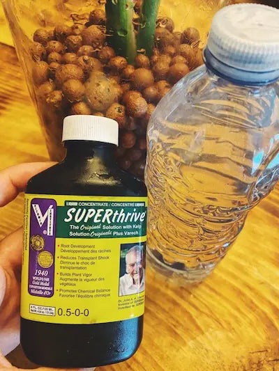 ⭐⭐⭐⭐⭐