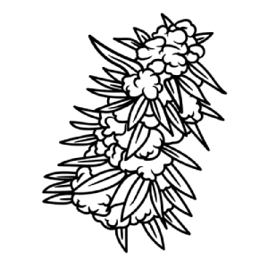 Clonex Solution Grow Shop Mexico

