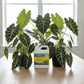 SUPERthrive Foliage-Pro con alocasias